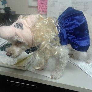 Meet your Posher, Julie